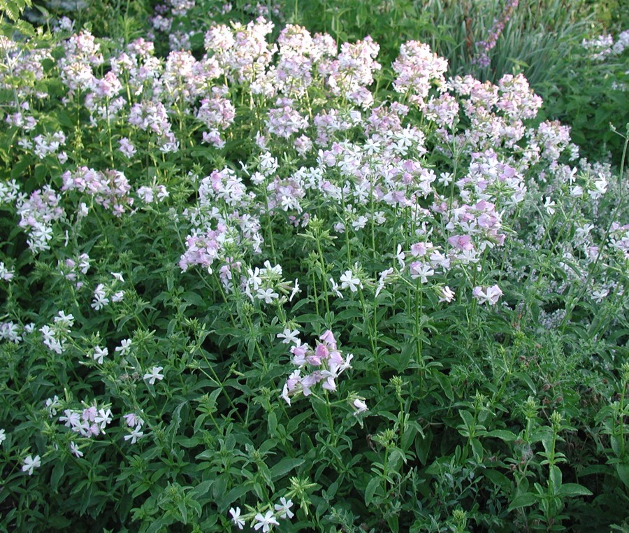  Image name: saponaria2.jpg 
 width: 900 pixel 
 height: 762 pixel 
 Size: 316097 bytes 
 Click to enlarge 
